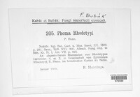 Phoma rhodotypi image
